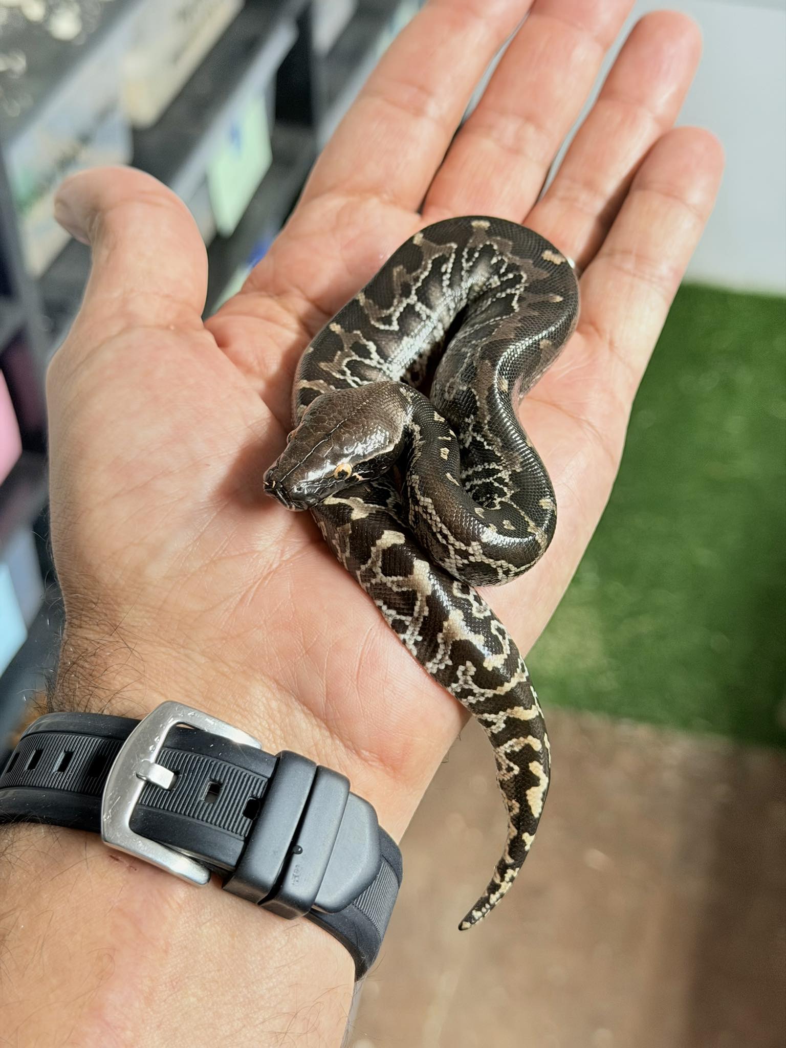 Paul's - Sumatran Short Tail Pythons 8 babies and their parents looking ...