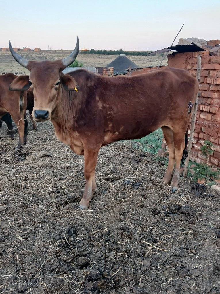 Masango's Livestock | Bronkhorstspruit