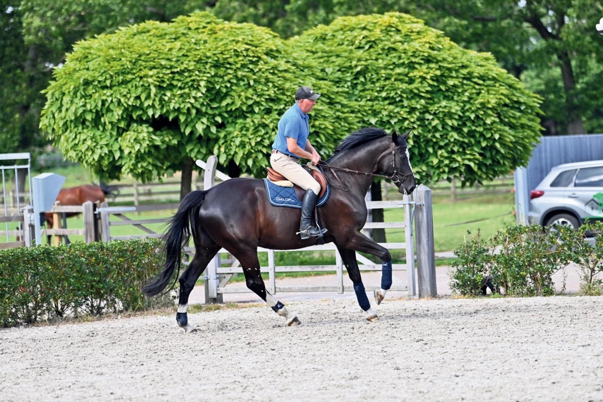 Sentio Equestrian - www.sentioequestrian.com live with passion | Facebook