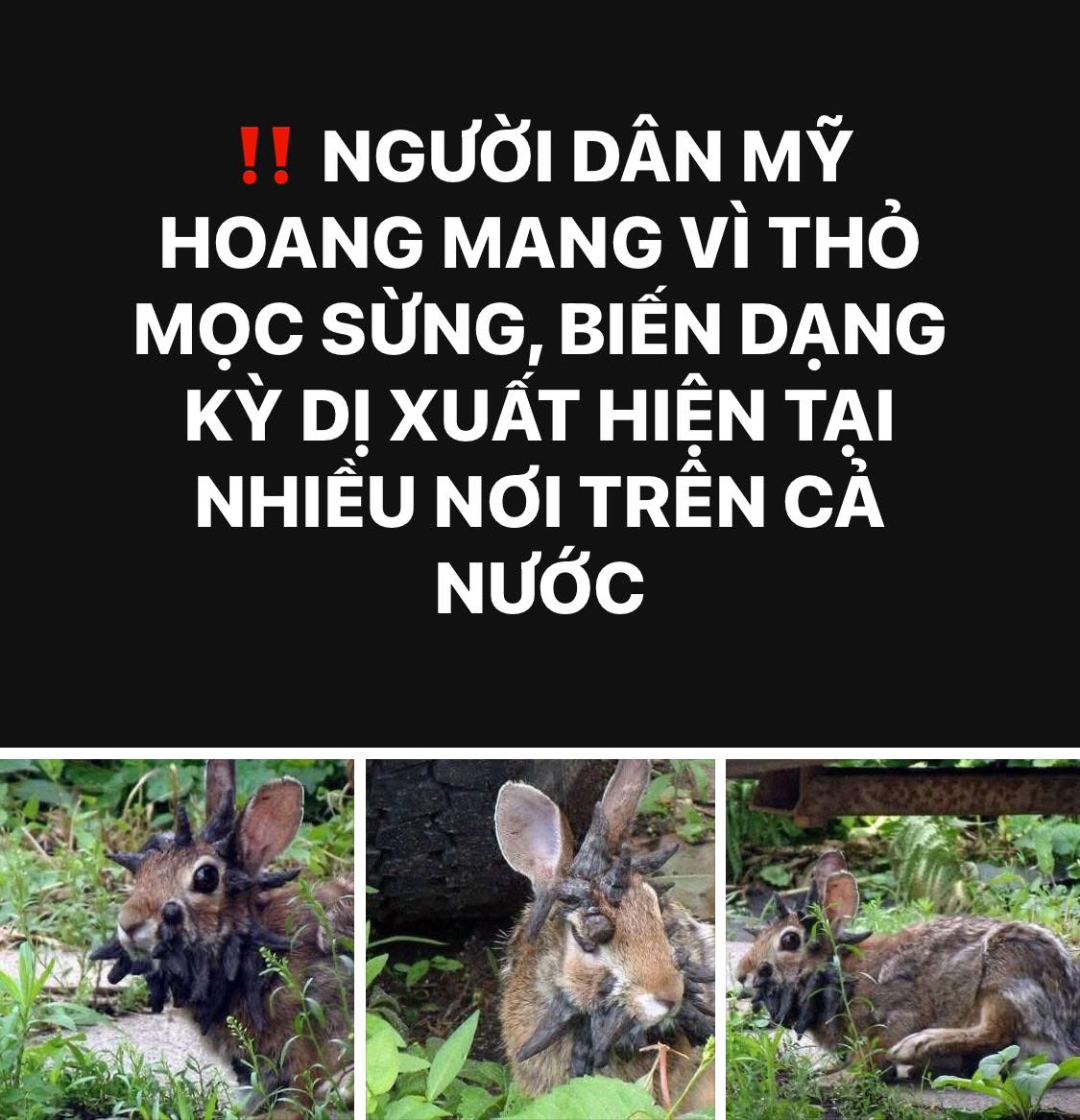 Tùng - Nhiều người Mỹ gần đây đăng lên mạng xã hội những bức ảnh đàn