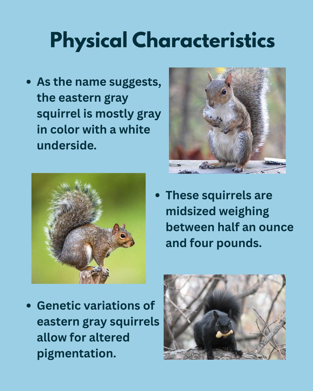 Mill - Meet a neighbor you already know.🐿️ Eastern gray squirrels are a ...