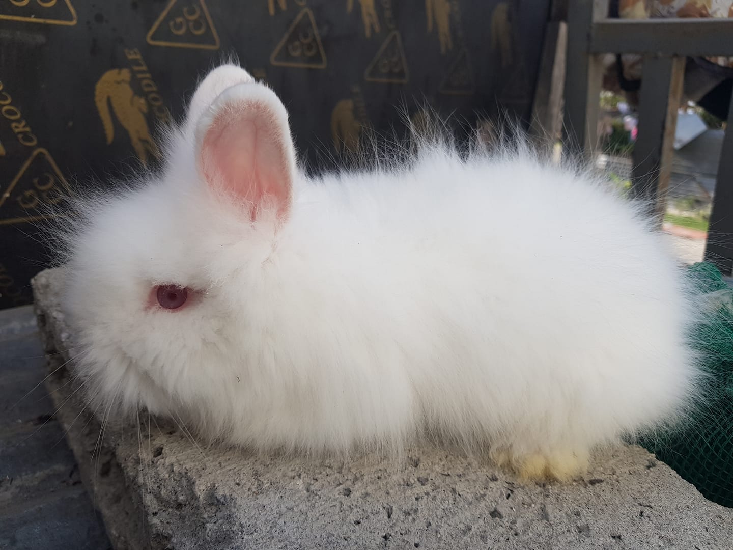 NUEVA ECIJA RABBIT BREEDERS ASSOCIATION (NERBA)..... | Facebook