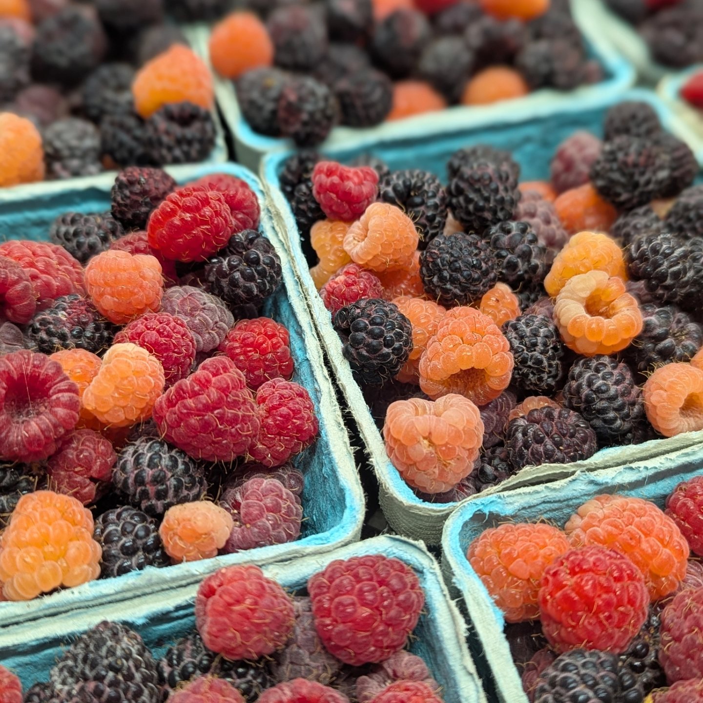Mixed Raspberry Half Pints!... - The Chatham Berry Farm LLC | Facebook