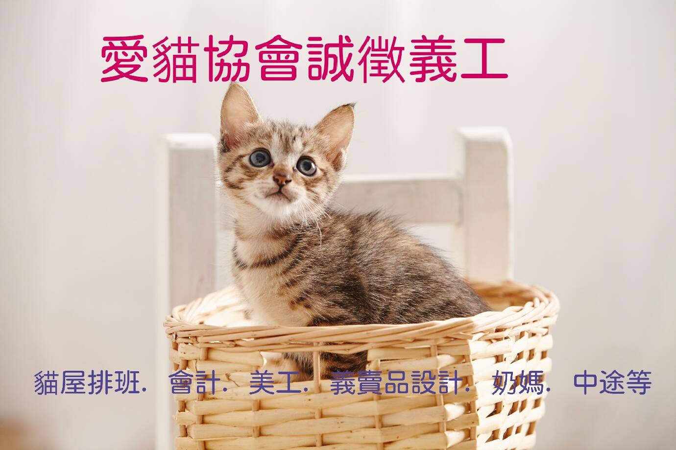愛貓協會 Ngo 收容所貓志工社團 愛貓協會誠徵各類義工 喜歡為貓做一些事的朋友們 歡迎加入一起服務貓貓屋排班志工
