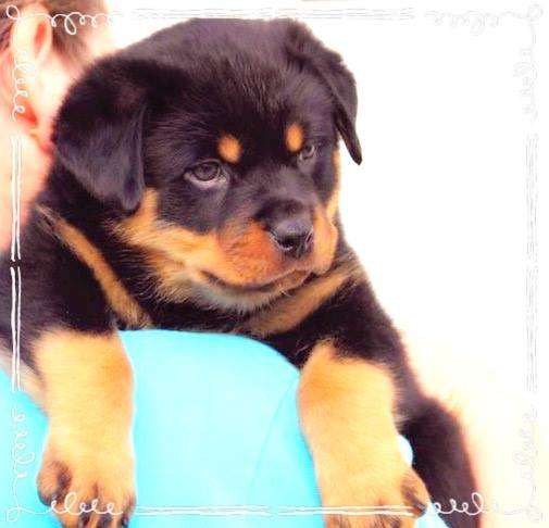 CH, Yumbo von der Alten Festung,... - Radio Ranch Rottweilers | Facebook