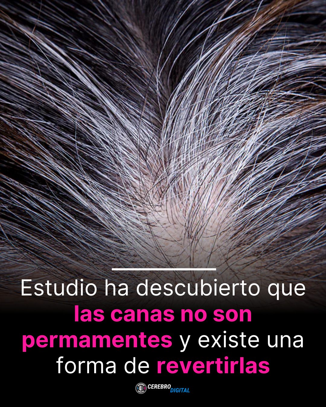 Cerebro - 🚨 ¡Muy buenas noticias para quienes ya están peinando una que ...