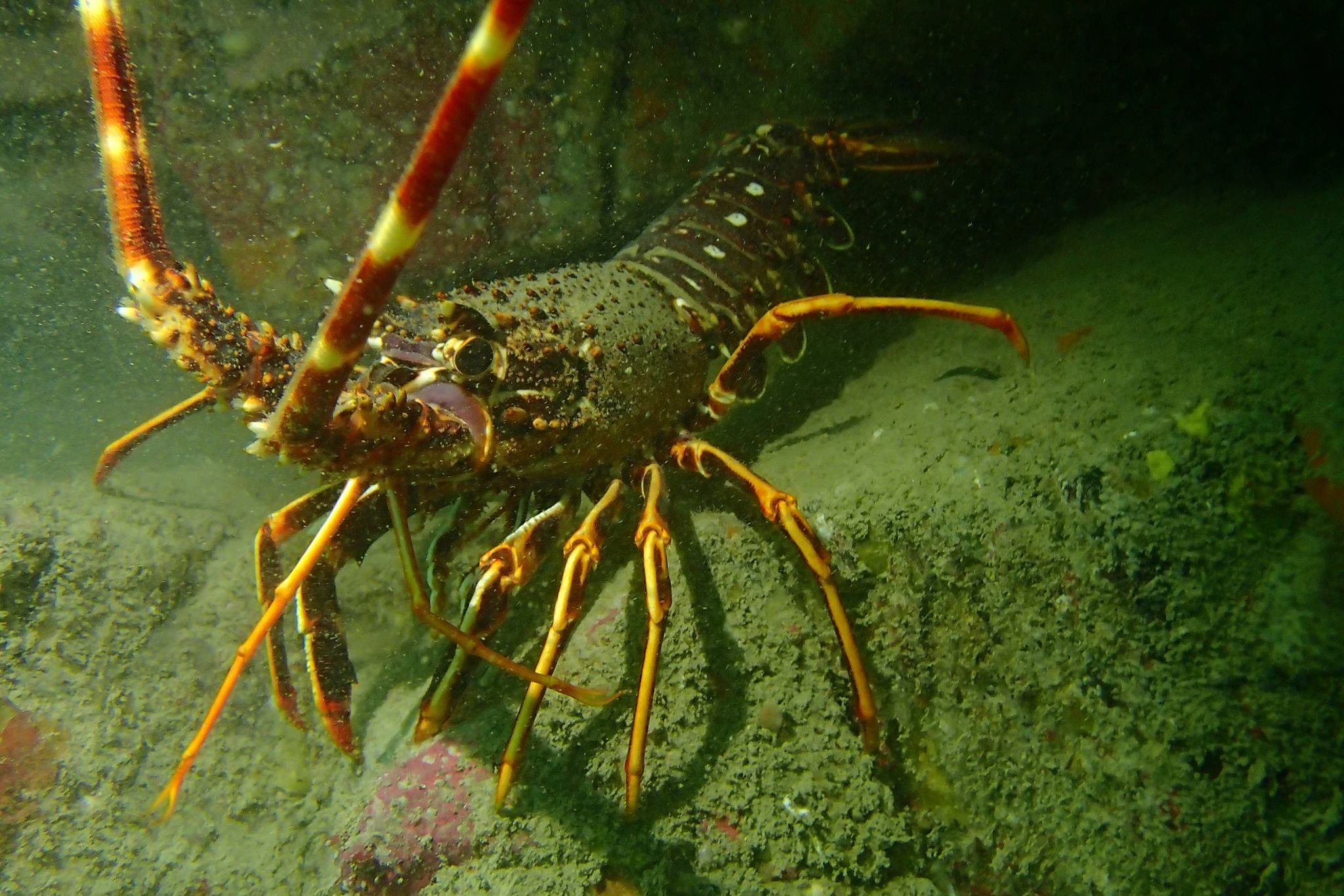 Crawfish Project | Truro