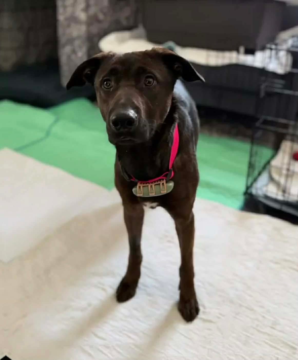 Potter's Angels Rescue added a... - Potter's Angels Rescue