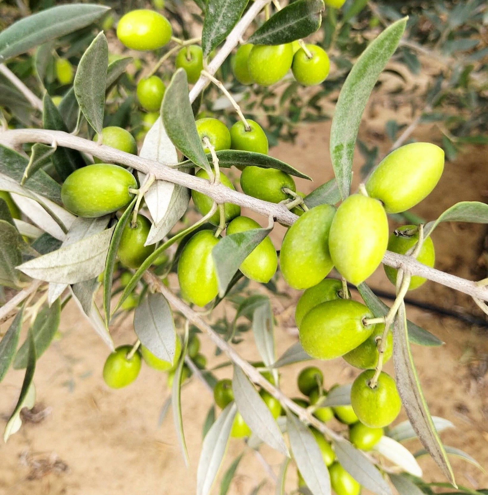 دريب سيس للبحث عن المياه الجوفية والري بالتنقيط | Rabat