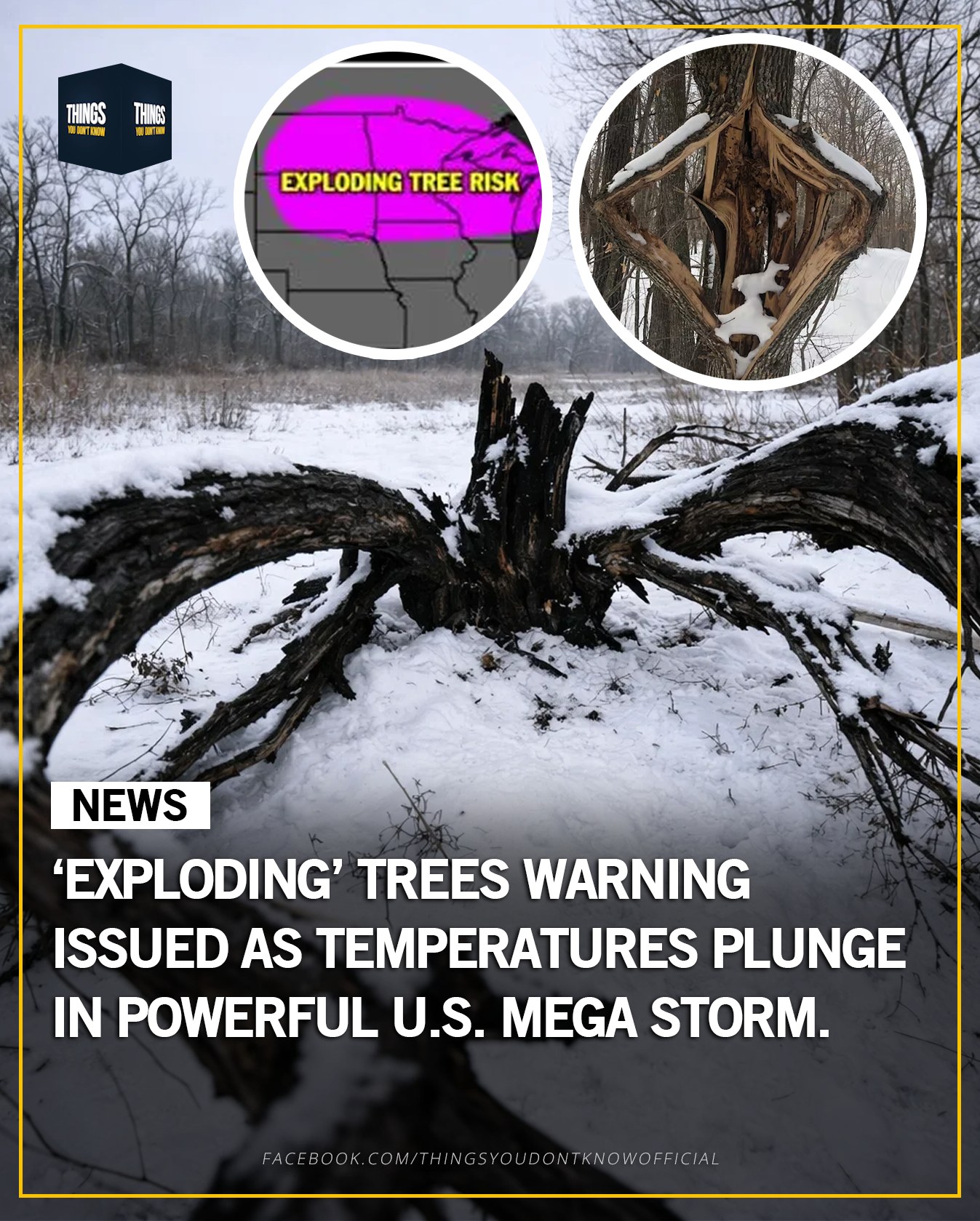 🚨 ️ ‘EXPLODING’ TREES WARNING ️🚨... - Things You Don't Know | Facebook