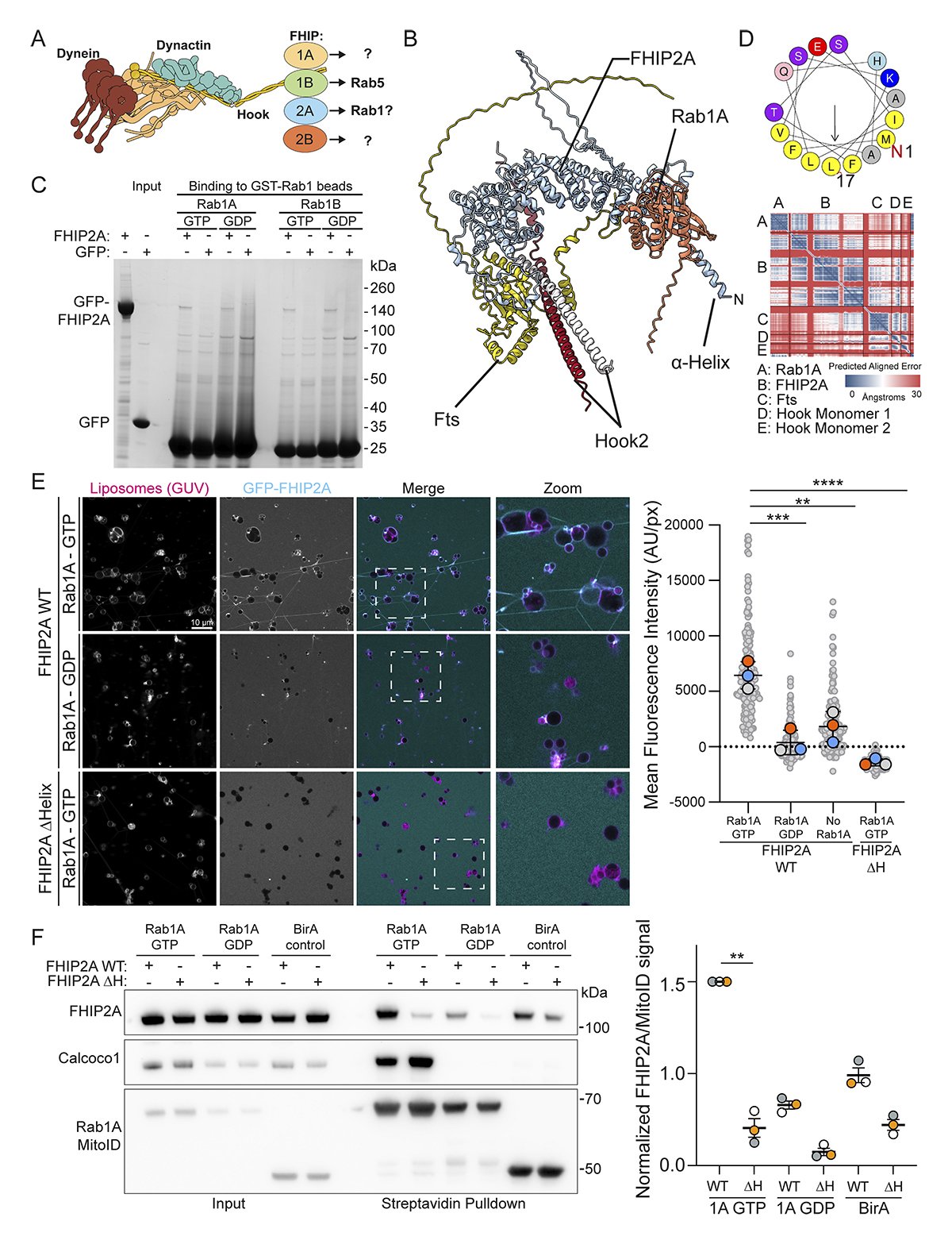 The small #GTPase Rab1 is a... - Journal of Cell Biology | Facebook