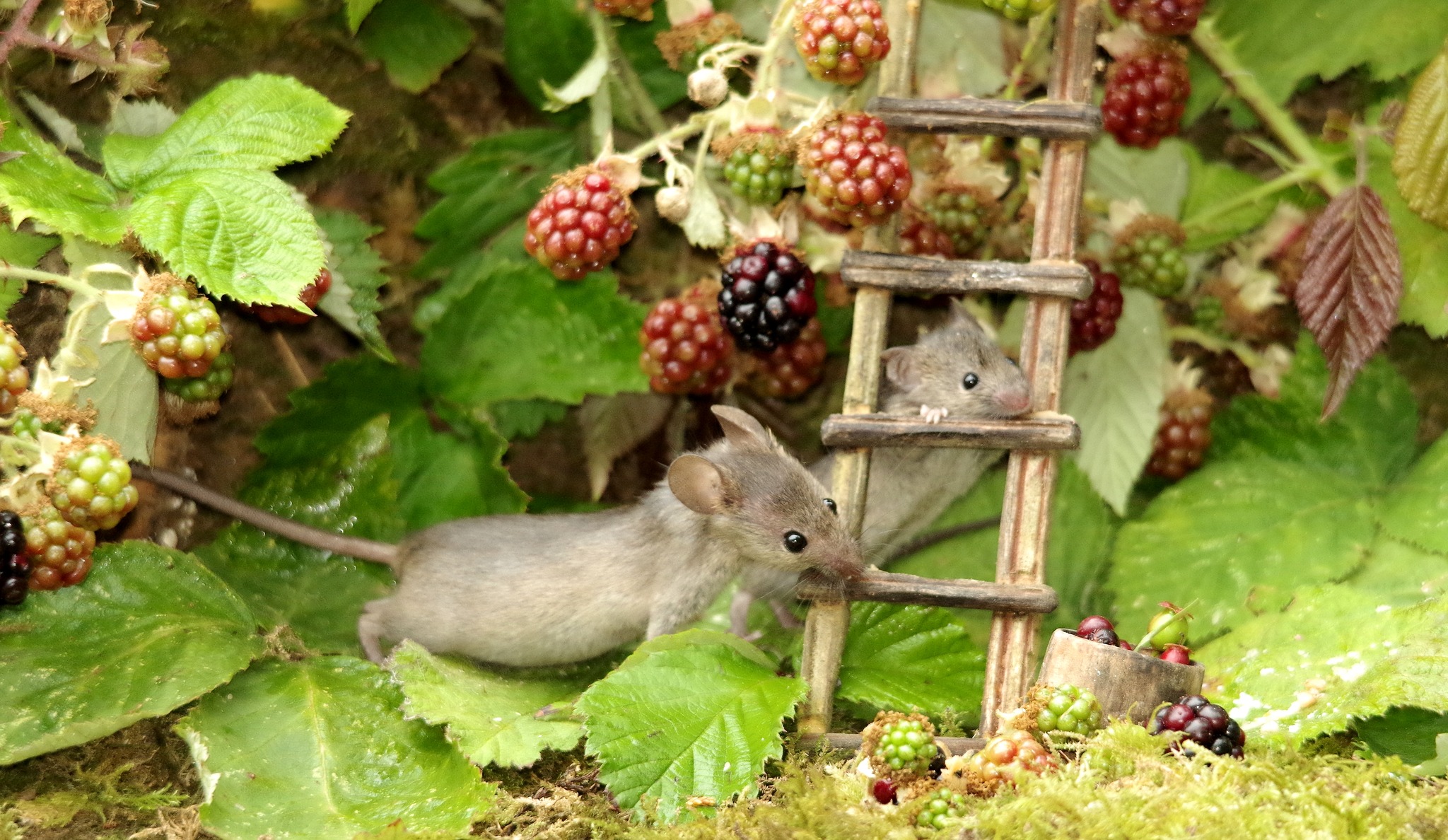 George the Mouse in... - George the Mouse in a log pile house