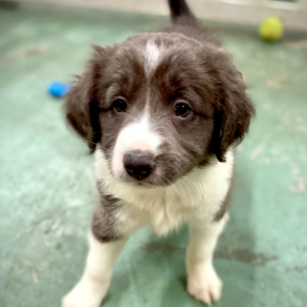 Meet Leek. He is... - Project Hope Animal Rescue Foundation