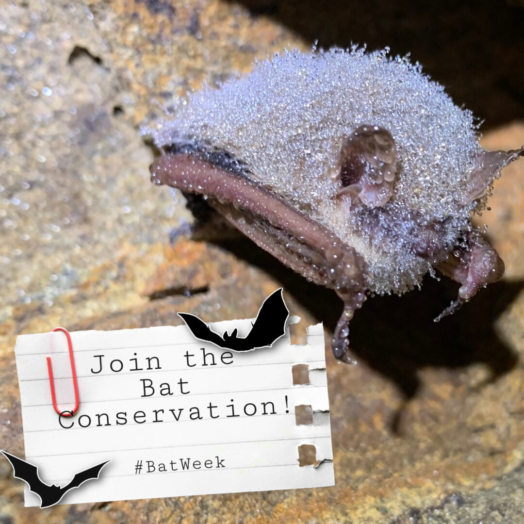 Inner - 🦇 Join the Bat Conservation Movement! 🦇 As we celebrate Bat ...