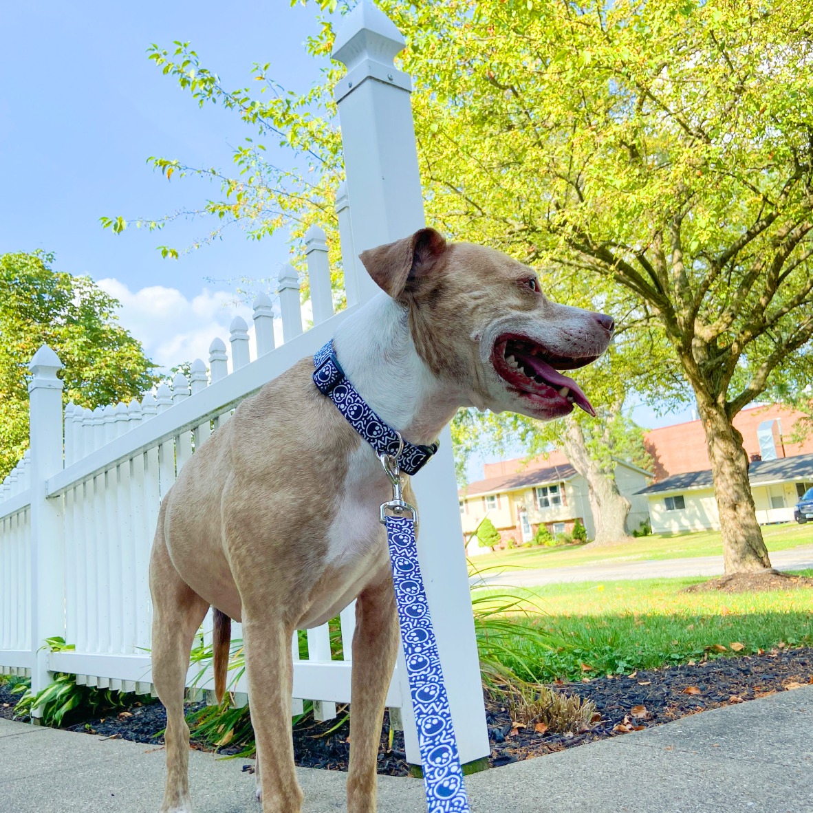 Stüssy Dog bowl, leash, and collar available now bit.ly