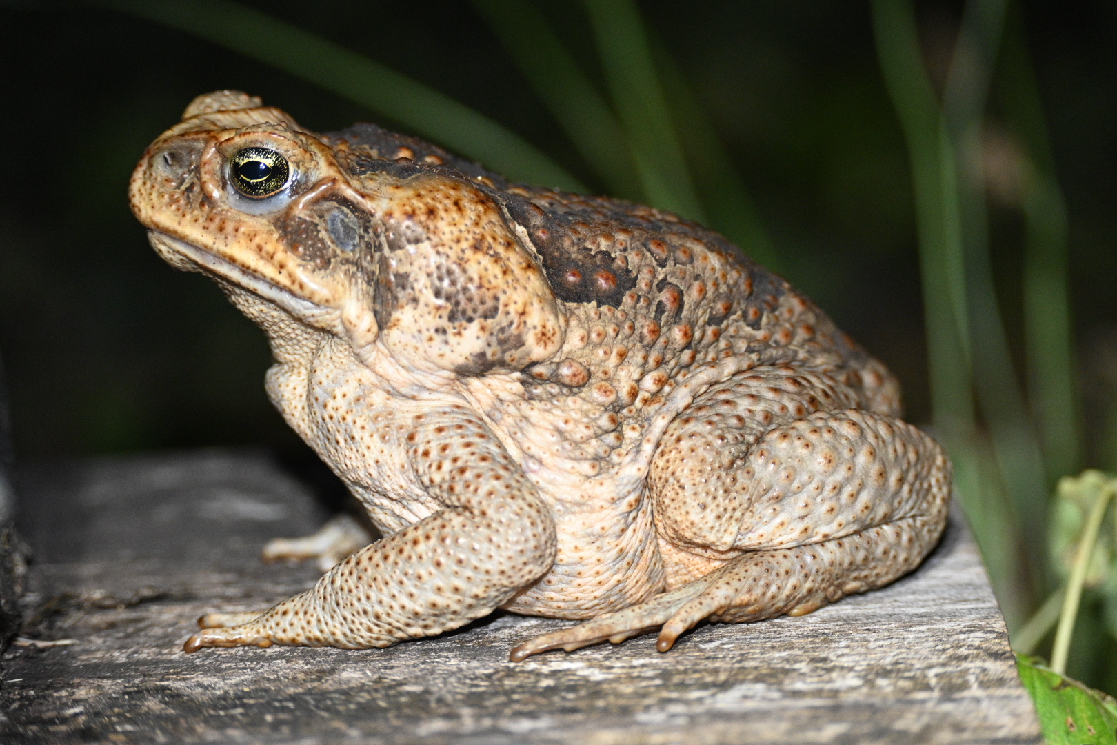 Byron - 📆Toad busting is back! Join the Waterlily Park Landcare Group ...