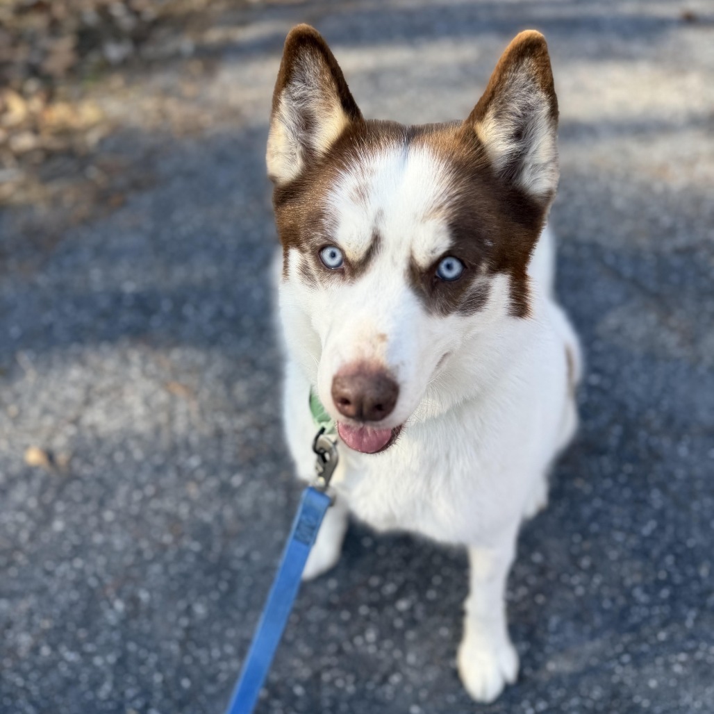 Rockingham-Harrisonburg... - Rockingham-Harrisonburg SPCA
