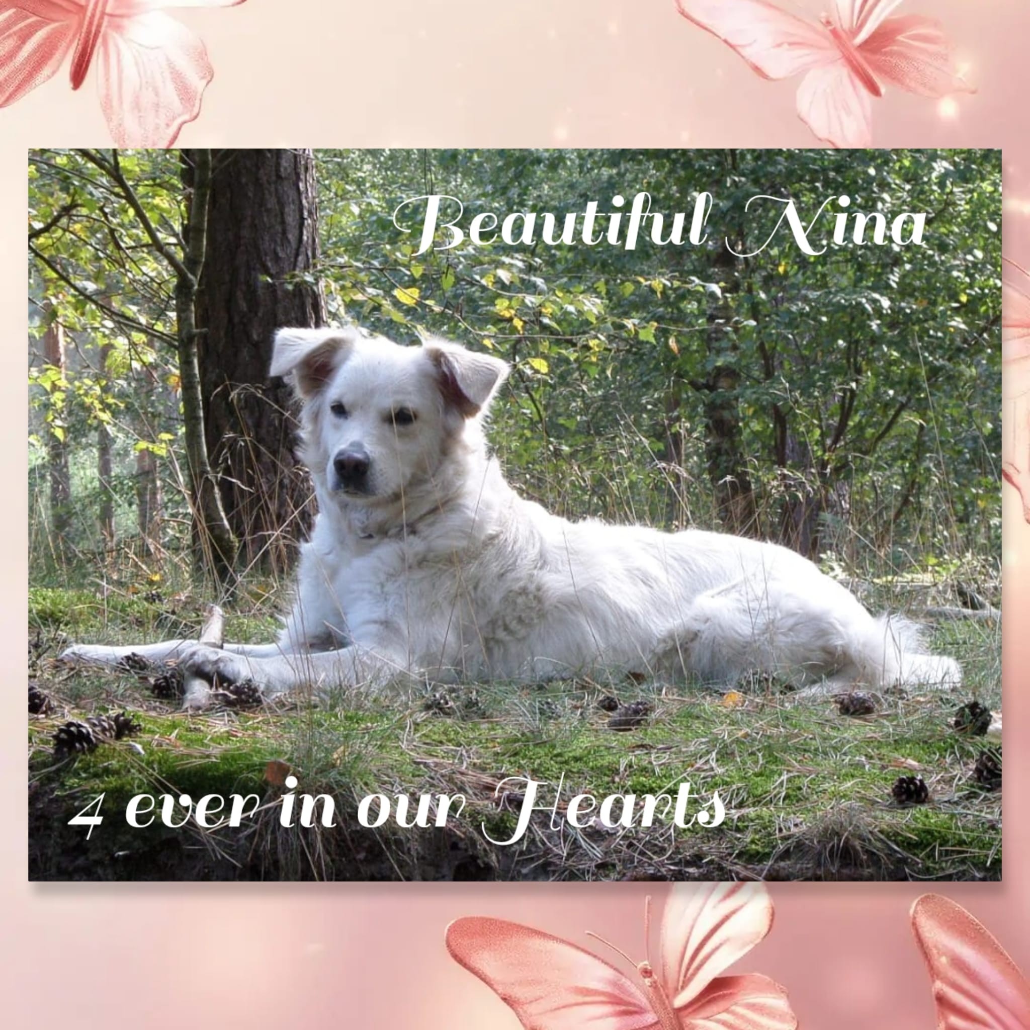 Nina Op 26... - Huisdieren- en paardencrematorium Parkstad | Facebook