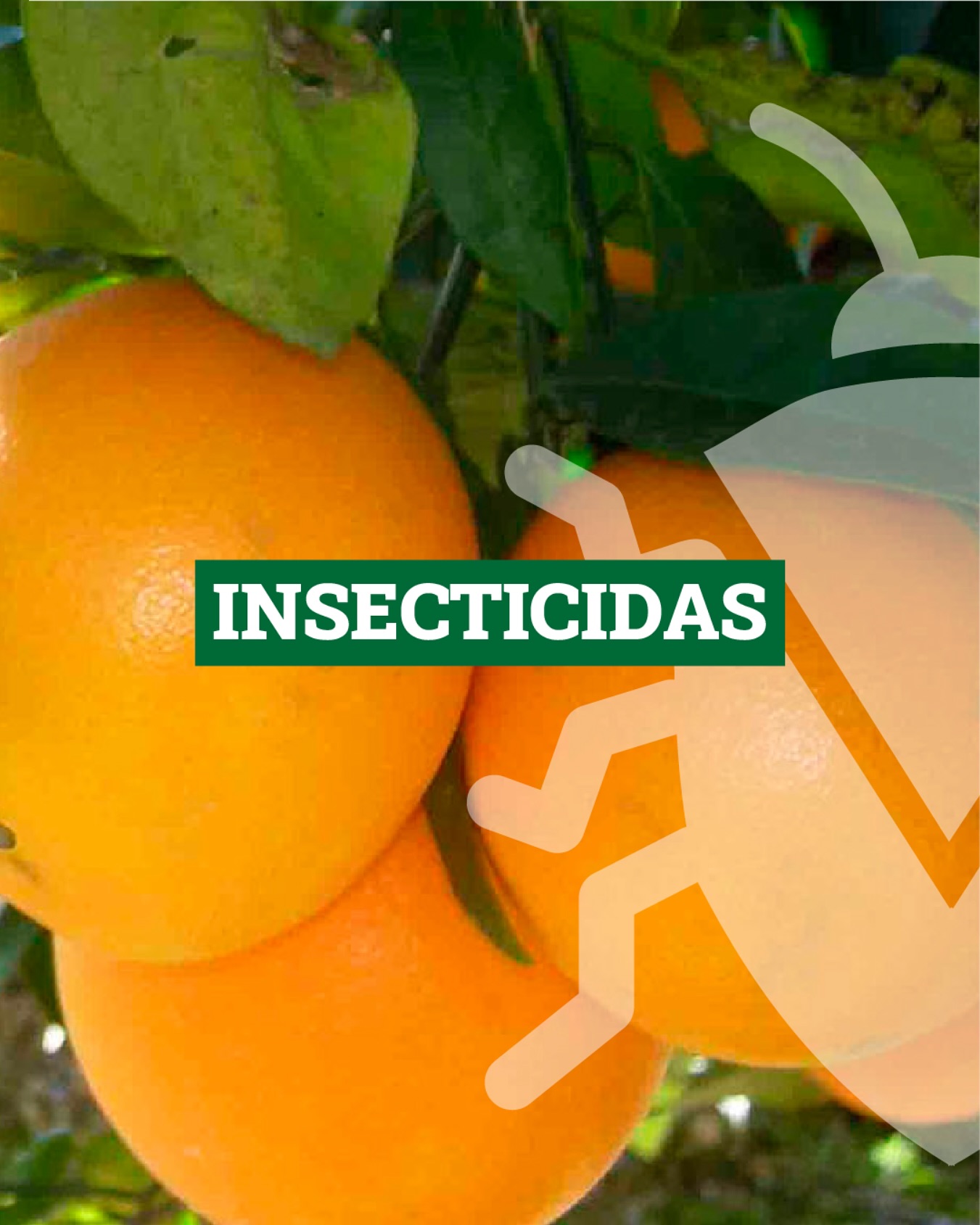 SINER - Conocé nuestros Insecticidas: 🌱Focus (Abamectina 1,8%) 🌱Focus ...
