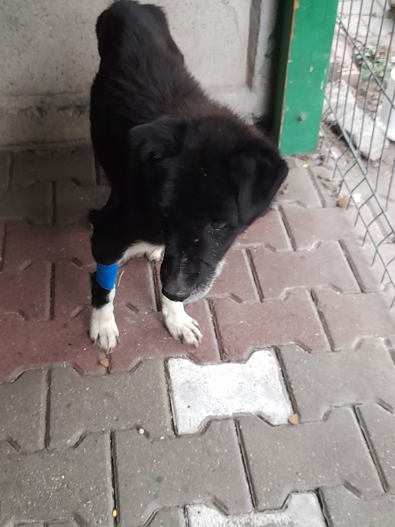 Asociatia pentru protectia animalelor Robi - www.4animals.ro CONTACT ...