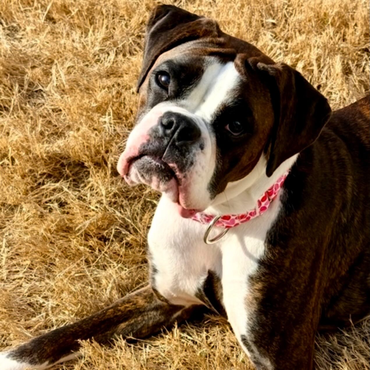 Blue Ridge Boxer Rescue added a... - Blue Ridge Boxer Rescue