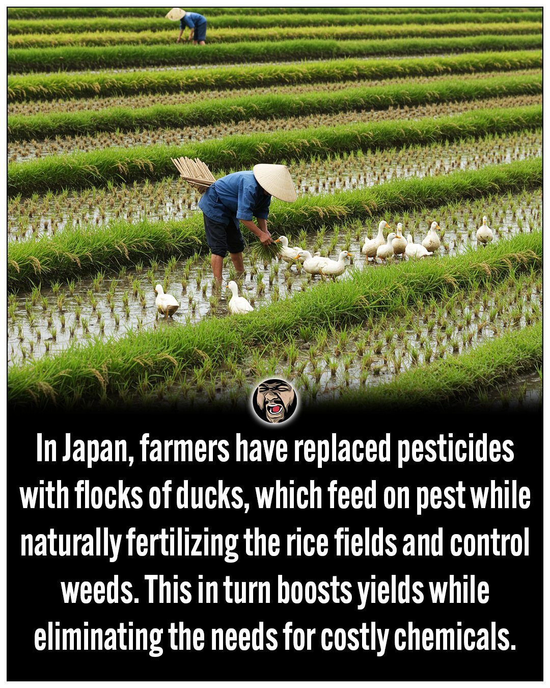 Strange - 🦆 Japan’s Quack Squad: Ducks vs. Pesticides In Japan, some ...