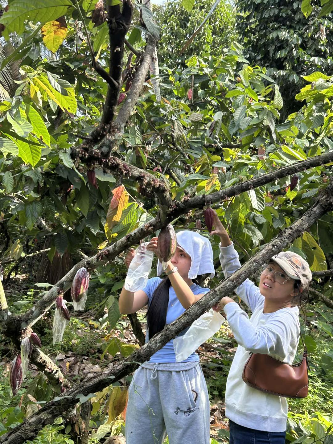 Rosit Cacao Farms & Banana Tissue Culture Laboratory | Davao City