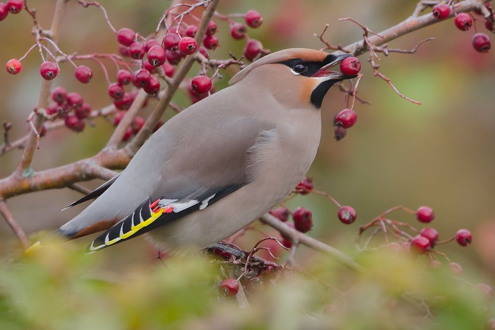 Arné Roest Natuurfotografie
