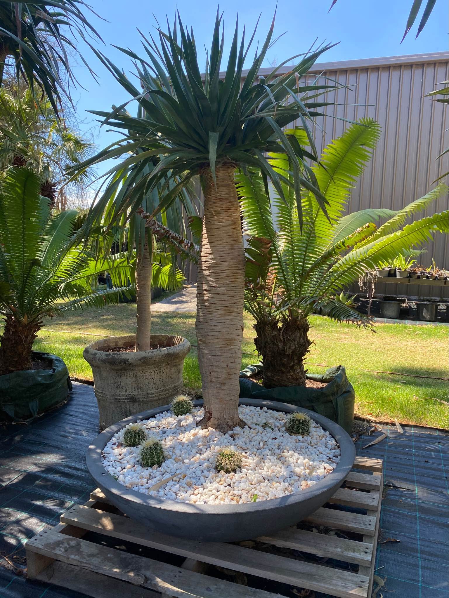 (Dracaena Draco) Dragon Trees - Plants & Seedlings - Melbourne ...