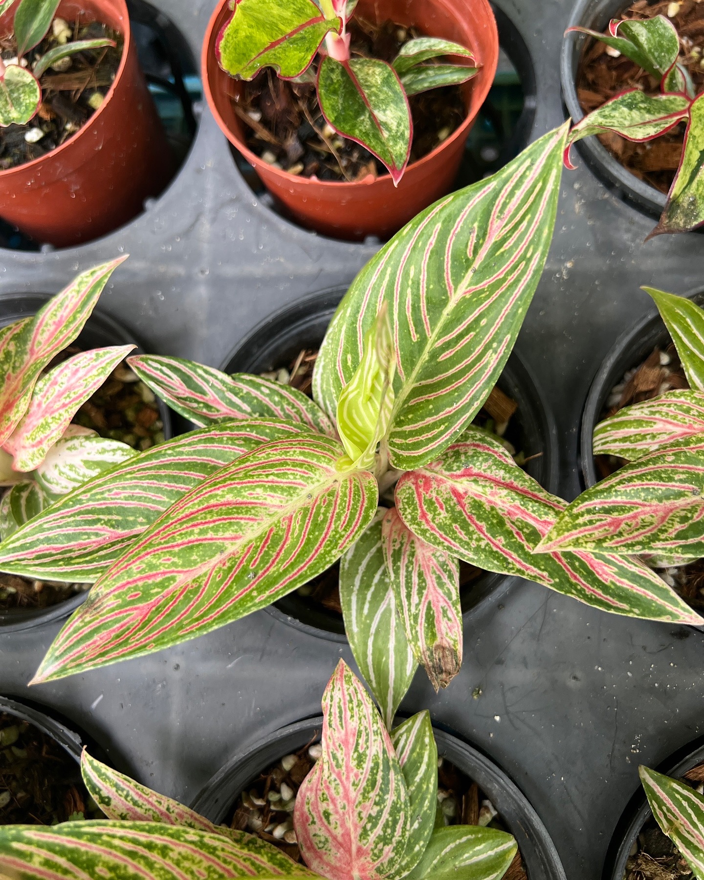 Unicorn - Aglaonema Golden Hope Variegated plants for sell. We are 