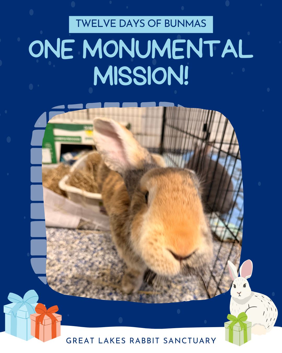 🎁 On the first Day of... - Great Lakes Rabbit Sanctuary | Facebook