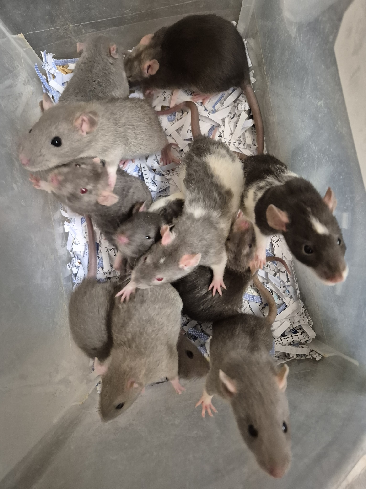Lamson Rats