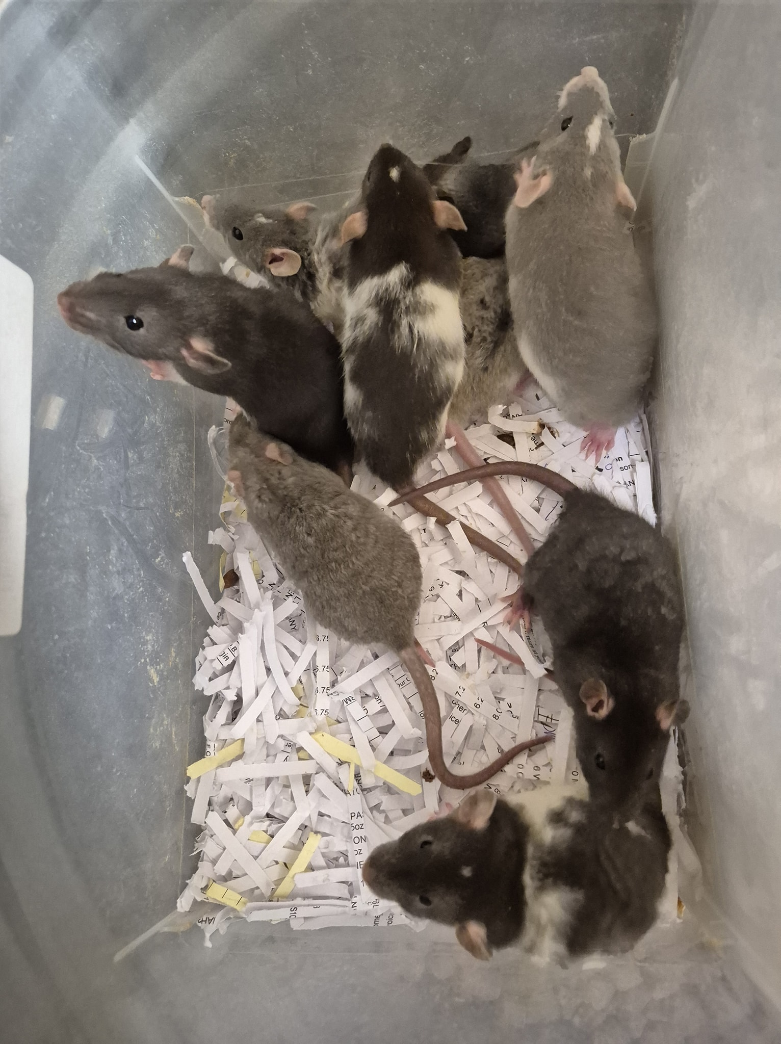 Lamson Rats