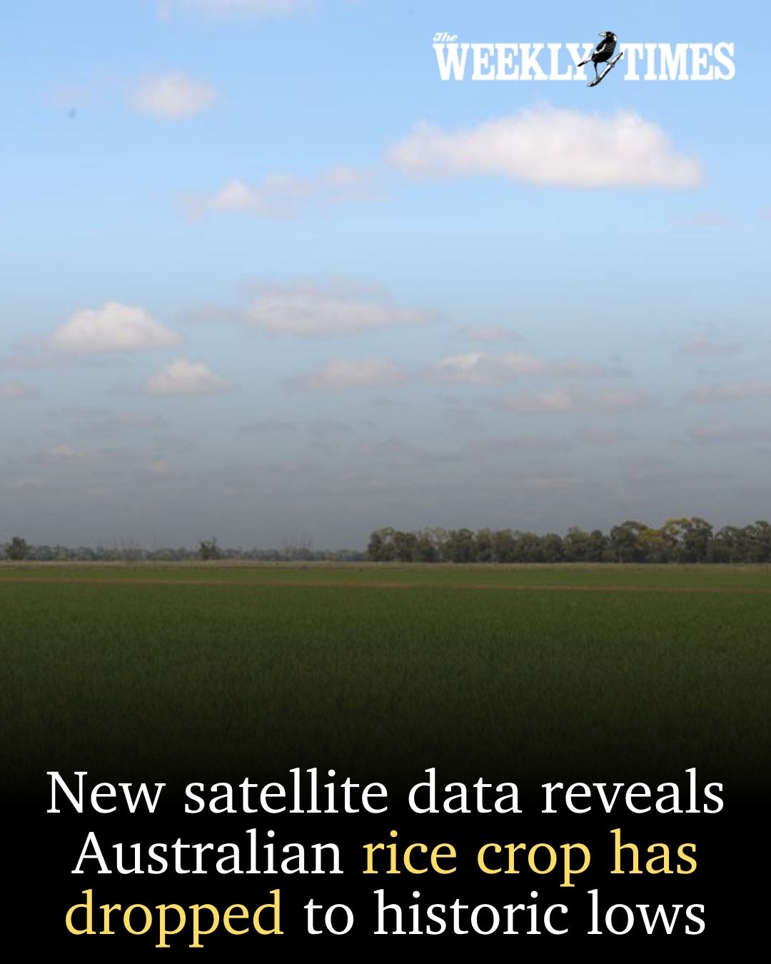 The Weekly - 🌾Australian rice plantings have dropped to a historic low ...