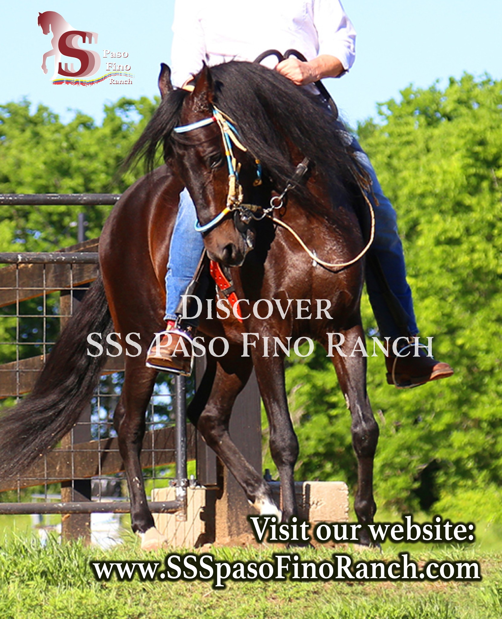 🐴 Discover SSS Paso Fino Ranch! 🐴... - SSS Paso Fino Ranch | Facebook