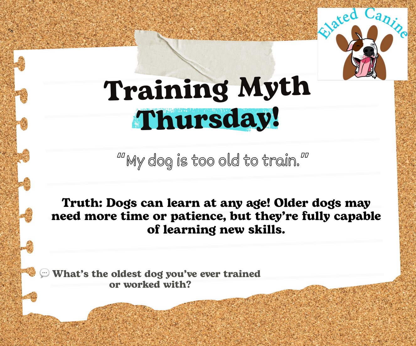 Is It Too Late to Train My Dog: Discover Effective Tips