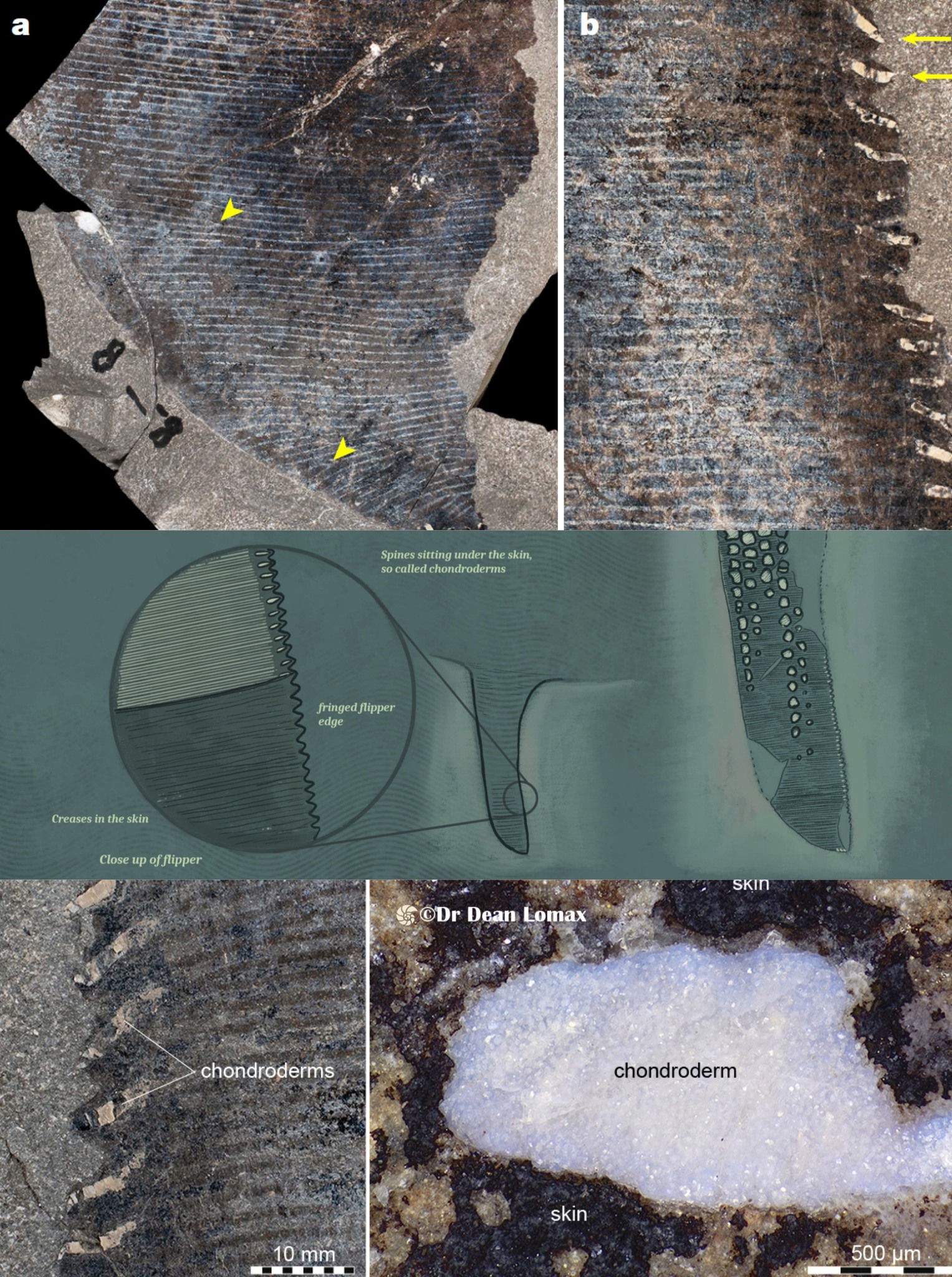 Fossil World - “แอ่งกระบี่ (Krabi Basin)” แอ่งกระบี่ ครอบคลุมพื้นที่ ...