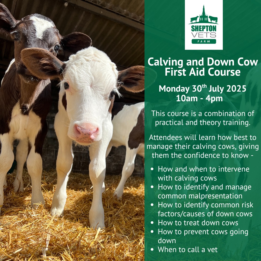 🐄 Calving & Down Cow First Aid Course... - Shepton Vets Farm | Facebook