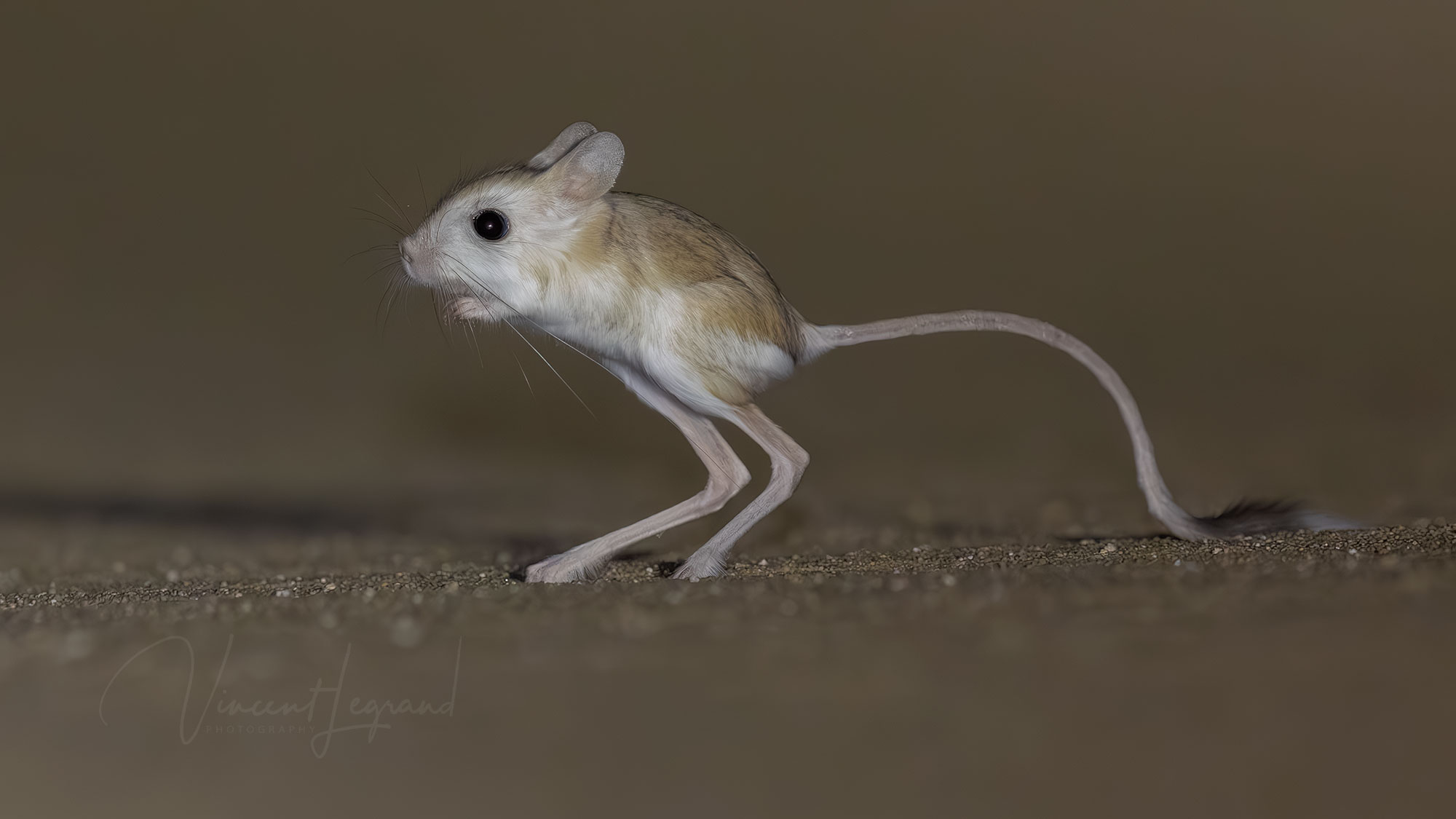 Lesser Egyptian jerboa at Smithsonian's museum reminds of Muad'dib