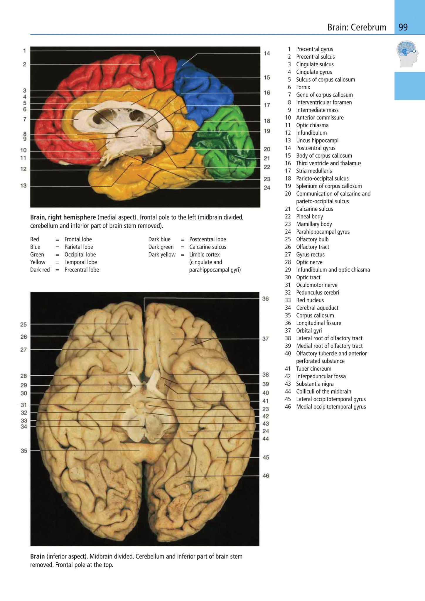 The Human Brain by Color Atlas of Anatomy - A Photographic Study.