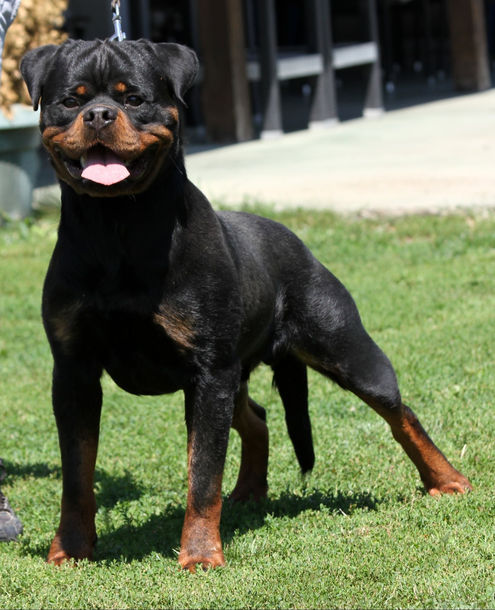 Haus of Lazic rottweilers | Bijeljina