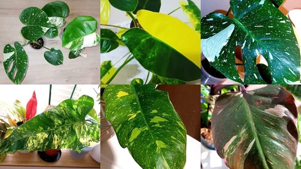 Show, sell and exchange indoor plants in Portland and Vancouver | ISO a ...