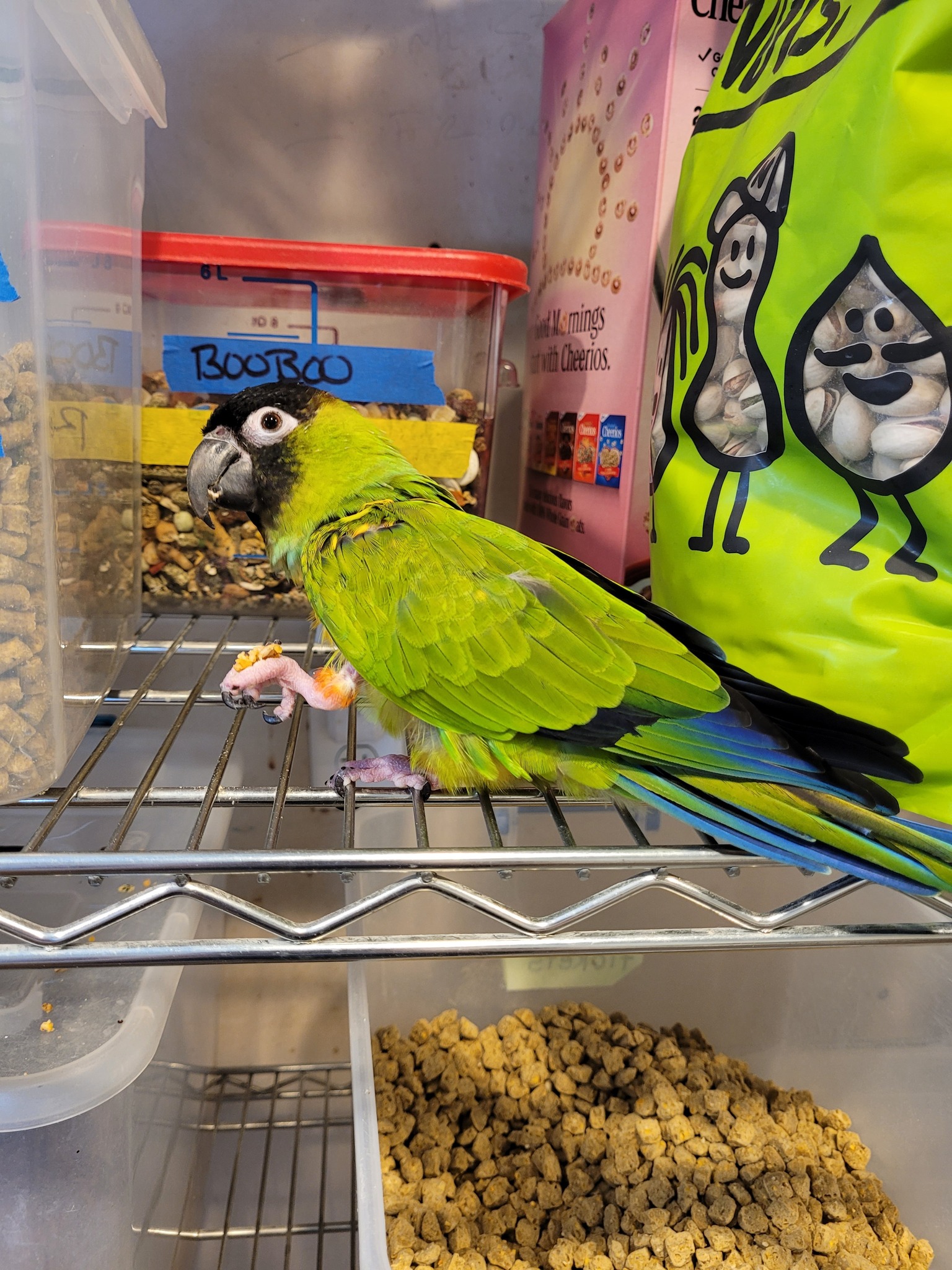 A Helping Wing Parrot... - A Helping Wing Parrot Rescue