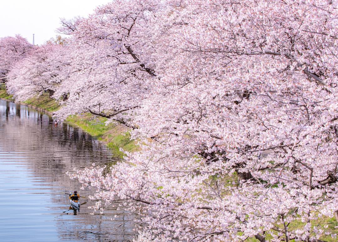🌸Fukuokazeki Cherry Blossoms🌸 There's nothing quite like the