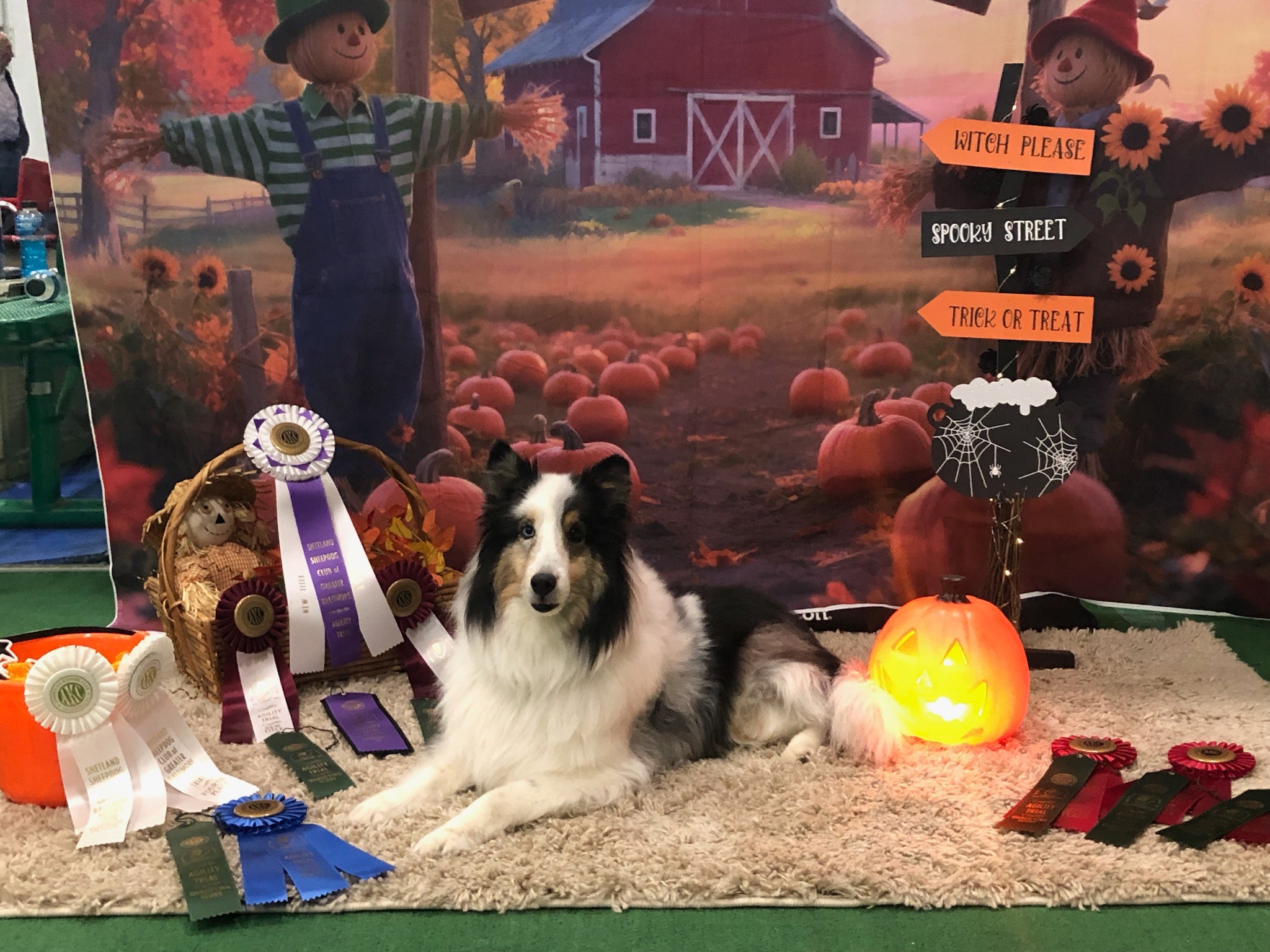 RUFF Agility | Palmyra VA