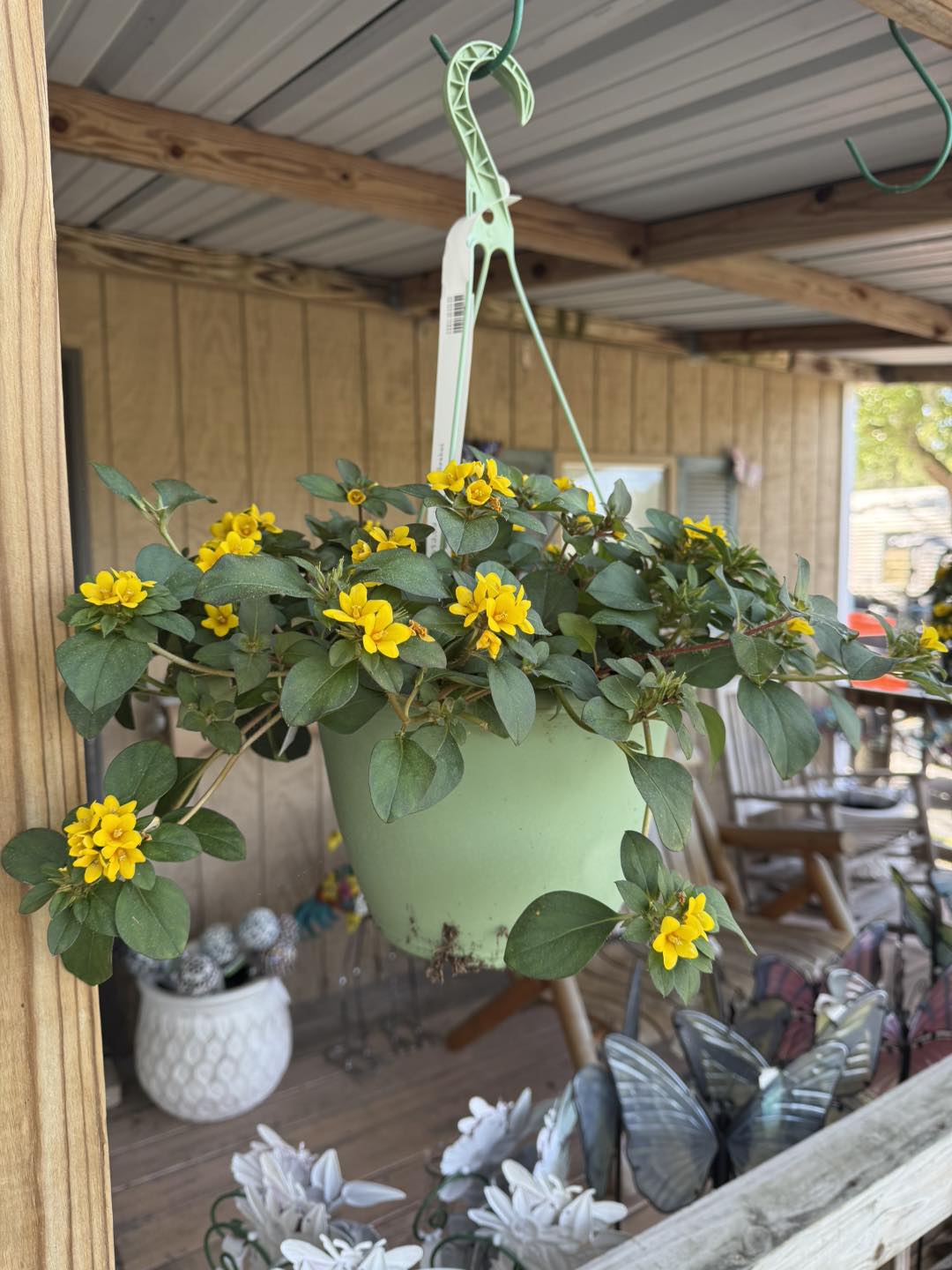 Anson Nursery | Lecanto FL