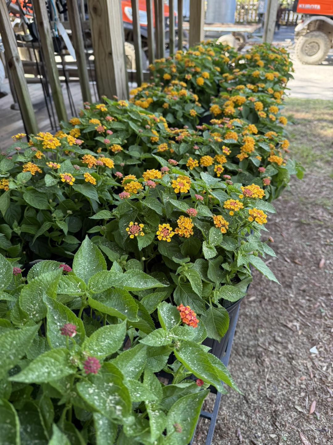 Anson Nursery | Lecanto FL