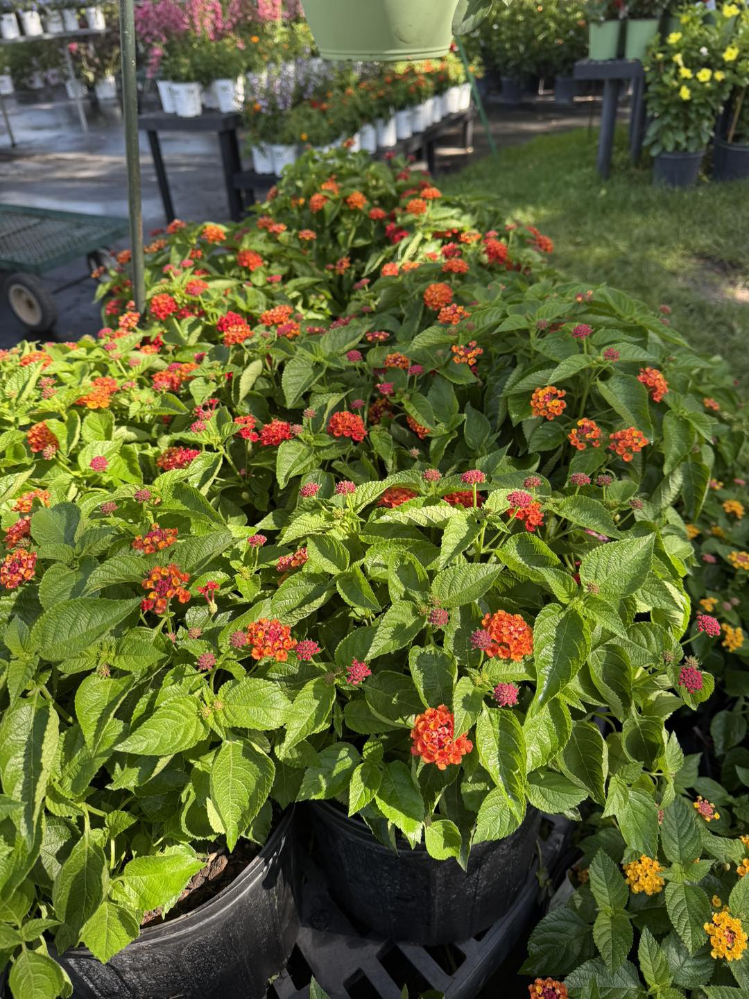 Anson Nursery | Lecanto FL