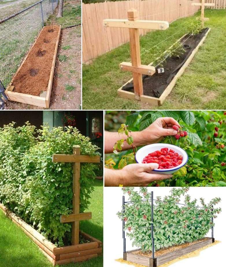 Tip - Ready to grow your own delicious raspberries? 🍓 This is a ...