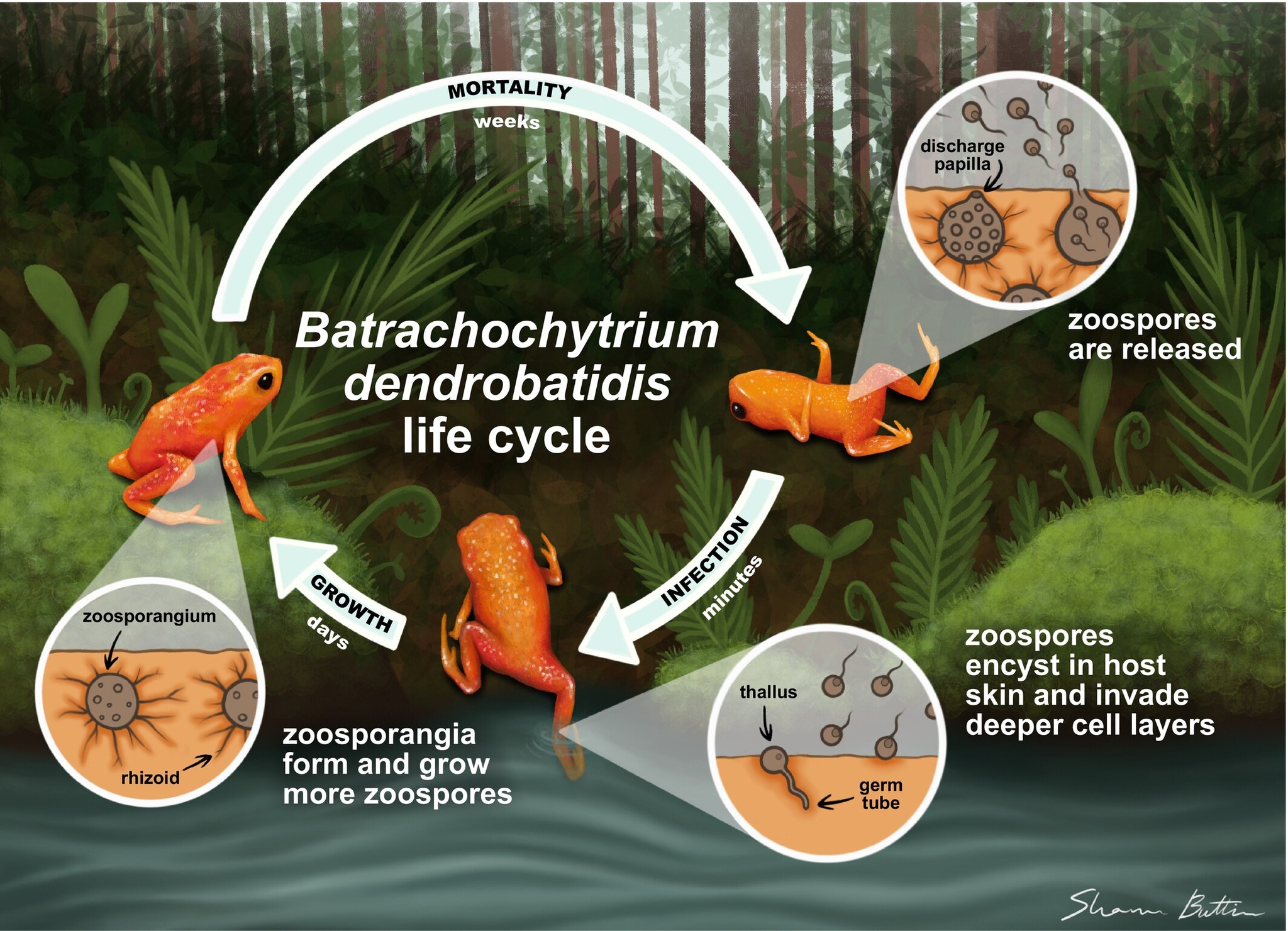 American Society for Microbiology - ASM is pleased to announce Dr ...